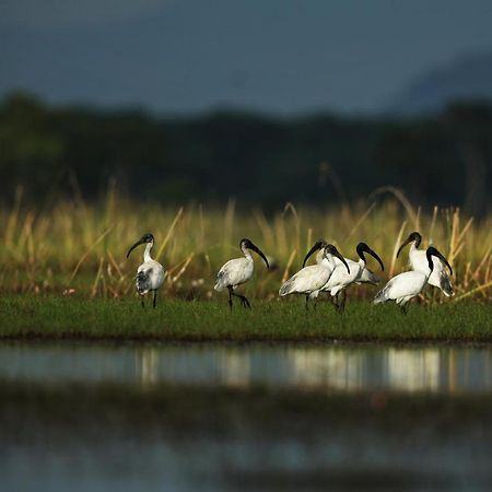 Wetlandcamp บ้านชายเล Phatthalung Ngoại thất bức ảnh